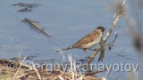Video of Reed Bunting - Reed Buntingon the reed in the winter <a href=